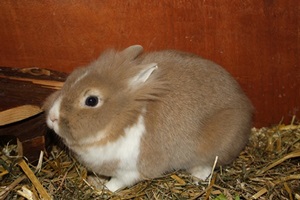 Line's Kaninchen Linn
