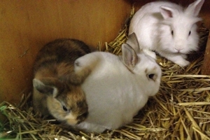 Ida's Kaninchen Bambi, Flocke & Leopold